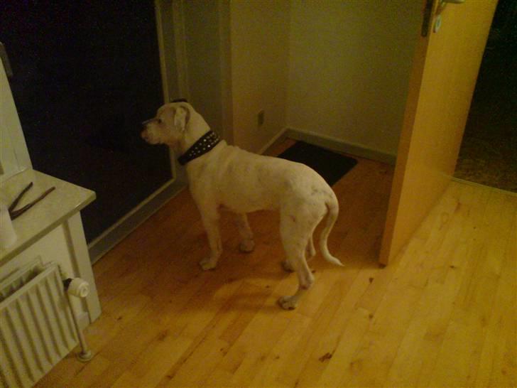 Amerikansk bulldog chico billede 13