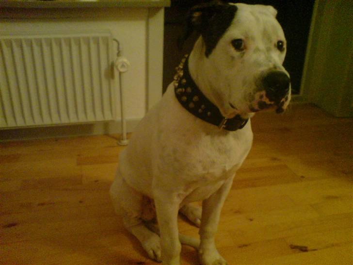 Amerikansk bulldog chico billede 14