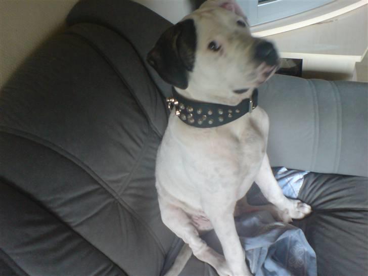 Amerikansk bulldog chico billede 15