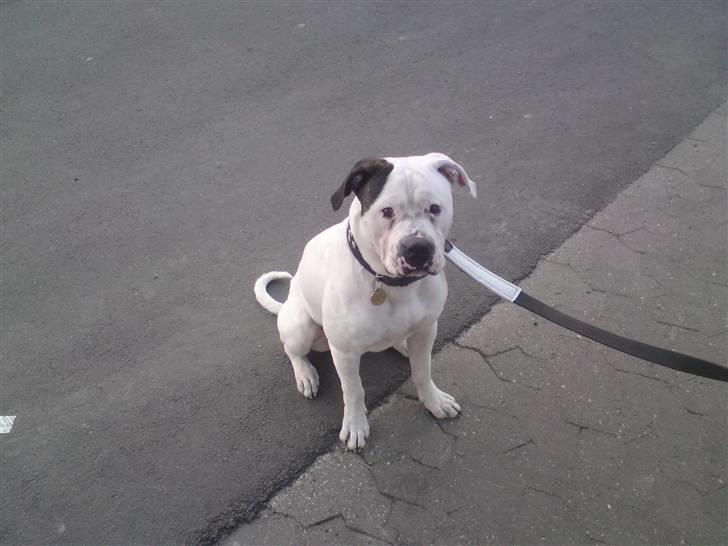 Amerikansk bulldog chico billede 16