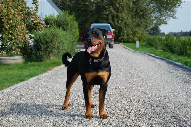 Rottweiler Elmedige´s Manny - 13 mdr billede 16