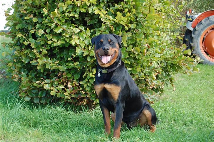 Rottweiler Elmedige´s Manny billede 17