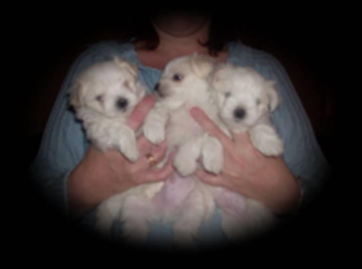 Malteser Donna nu med lille søster - Donna fik hvalpe den 21 sep 3 velskabte drenge billede 11