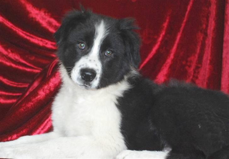 Border collie Brandy † RIP- 7-10-2009 † billede 18