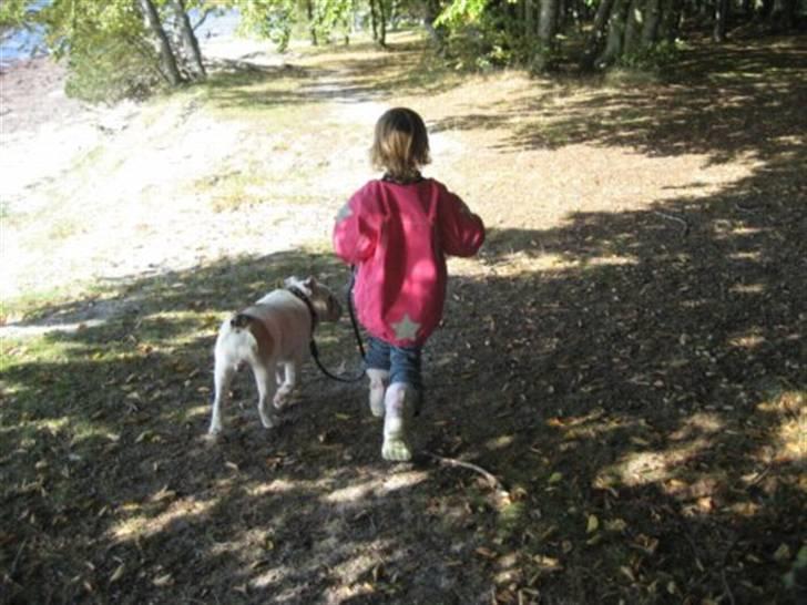 Engelsk bulldog Link billede 11