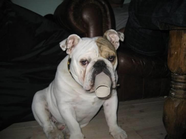 Engelsk bulldog Link - Link får sig en joint ;o) billede 12