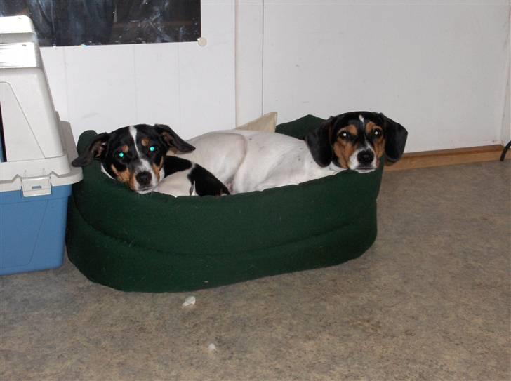 Dansk svensk gaardhund Mille - det er ikk så tosset at have fået en søster billede 9