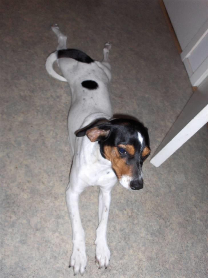 Dansk svensk gaardhund Mille - sunde hofter :-) billede 10