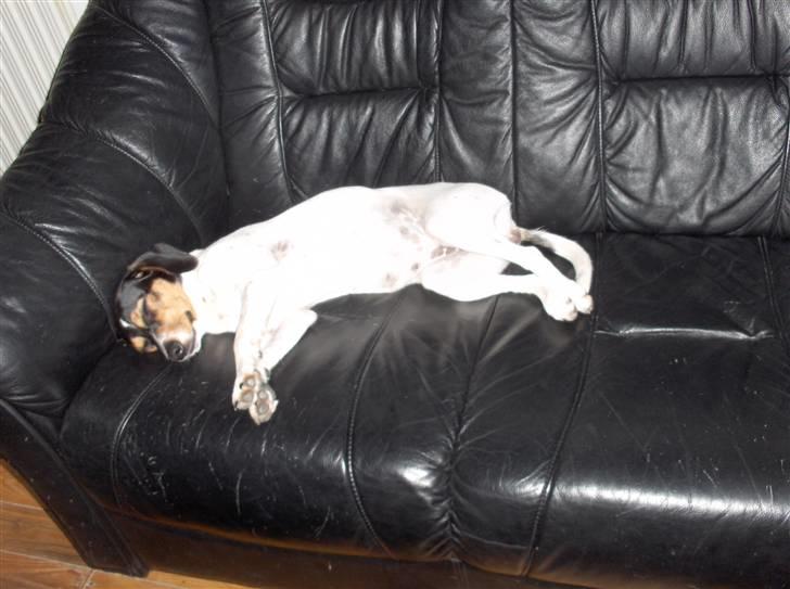 Dansk svensk gaardhund Mille - det kan godt være hårdt at lege, så man må også slappe af billede 11