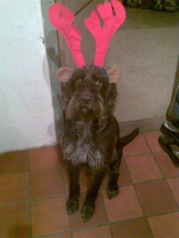 Ruhåret hønsehund Basse R.I.P 1-10-10 - Sådan ser hun ud hvert år i december, der er hun vores lille Rudolf :) billede 9