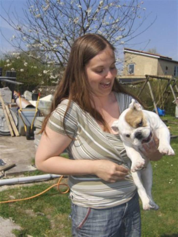 Engelsk bulldog Link billede 13