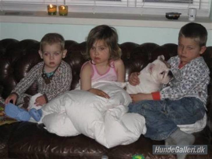 Engelsk bulldog Link billede 14