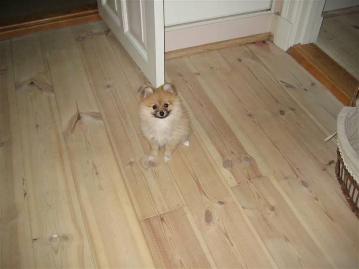 Pomeranian Emma - Sitter så flot.. billede 12