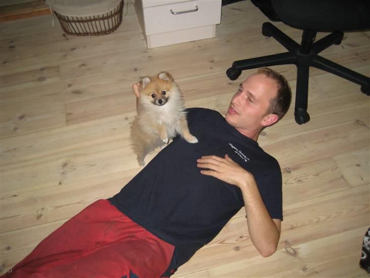 Pomeranian Emma - Emma og min dejlige skat leger billede 13