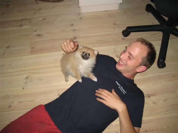 Pomeranian Emma - Emma og min dejlige skat leger billede 14