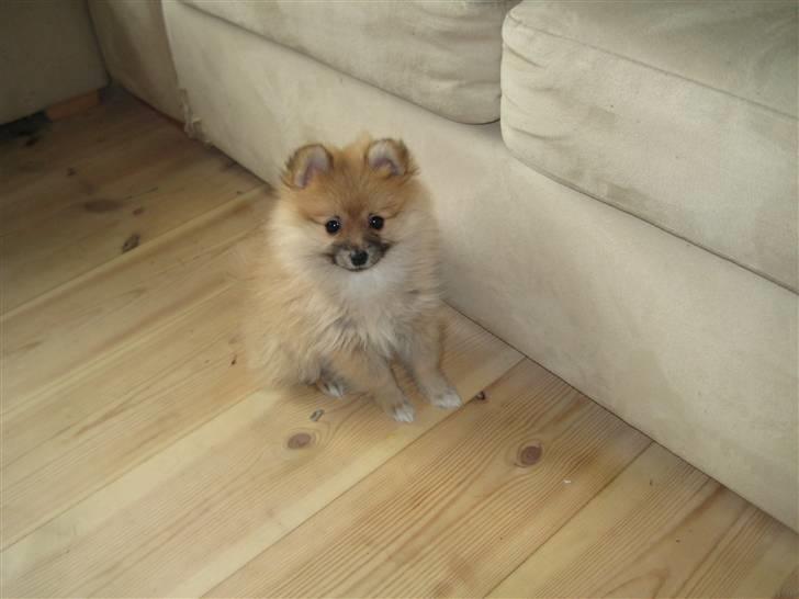 Pomeranian Emma - Emma sitter så pænt ved sofaen billede 16