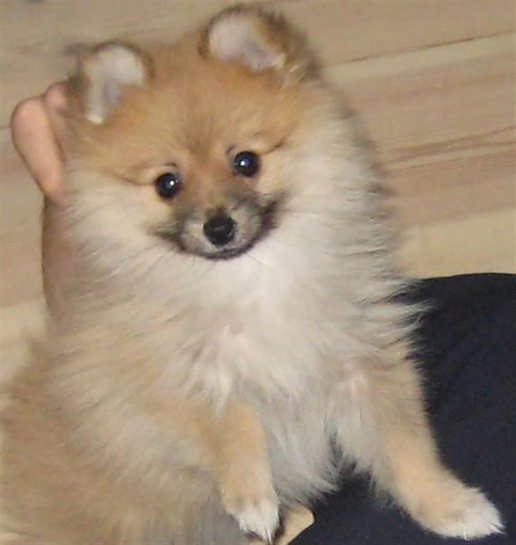 Pomeranian Emma - Så smuk min pige <3 billede 17