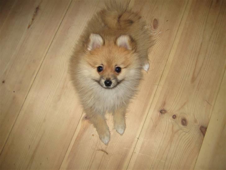 Pomeranian Emma - Dæk :) billede 18