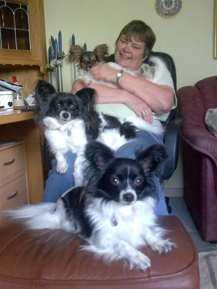 Papillon Molly´s Mille - *NYT* 20-9-08 hos opdrætter... Første hund i billede: Ditte (hel søster til Molly) hunden i midten er Molly´s mor og til sidst Molly som sidder ved Lene...  billede 18