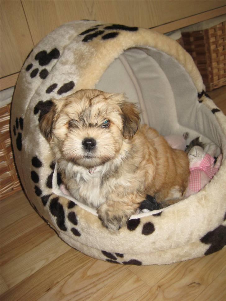 Bichon havanais Nelli - Er bare SÅ glad for min sovehule :o)  billede 5