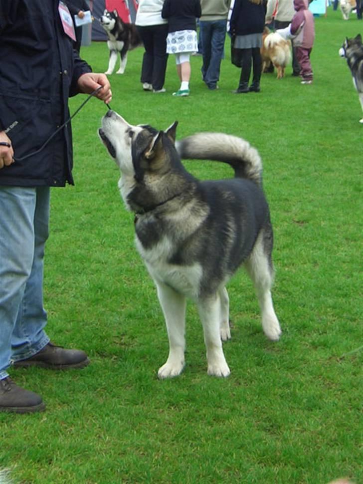 Alaskan malamute Chinuq - Her er jeg til min første udstilling billede 1