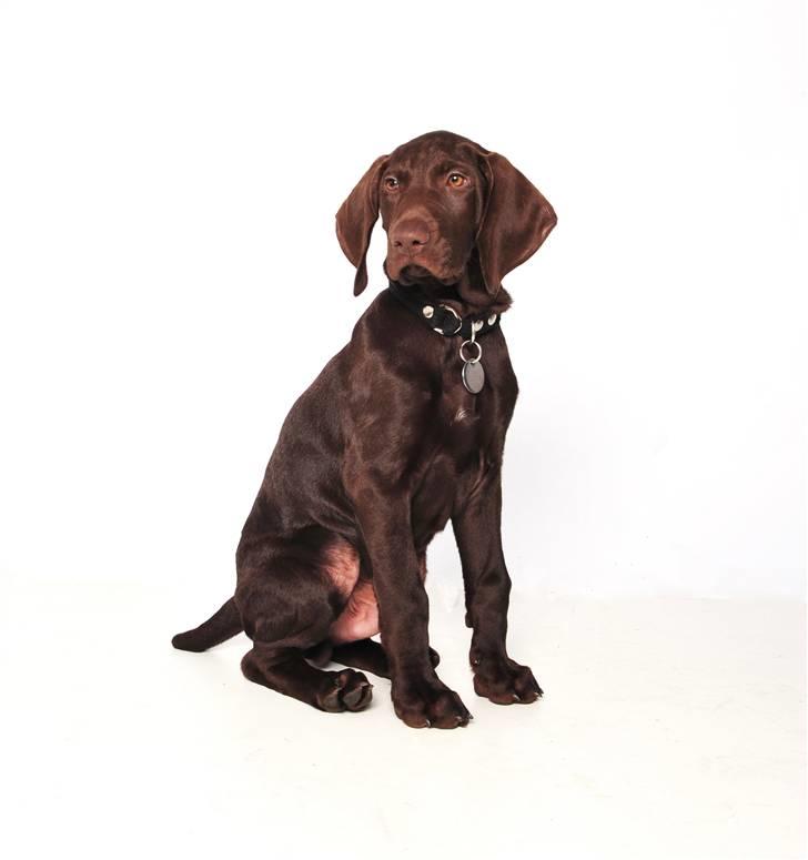 Korthåret hønsehund Søborggård`s Tec - Billede fra Dk`s sødeste hund billede 17