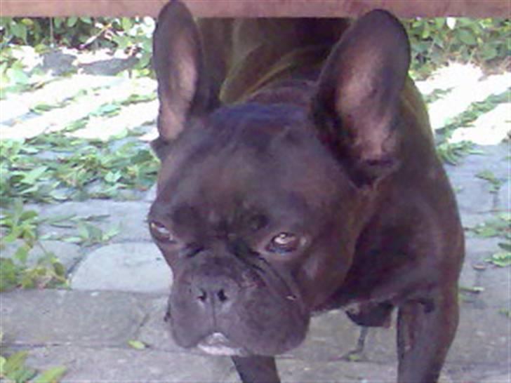 Fransk bulldog Chilli  - Mor Clilli billede 3