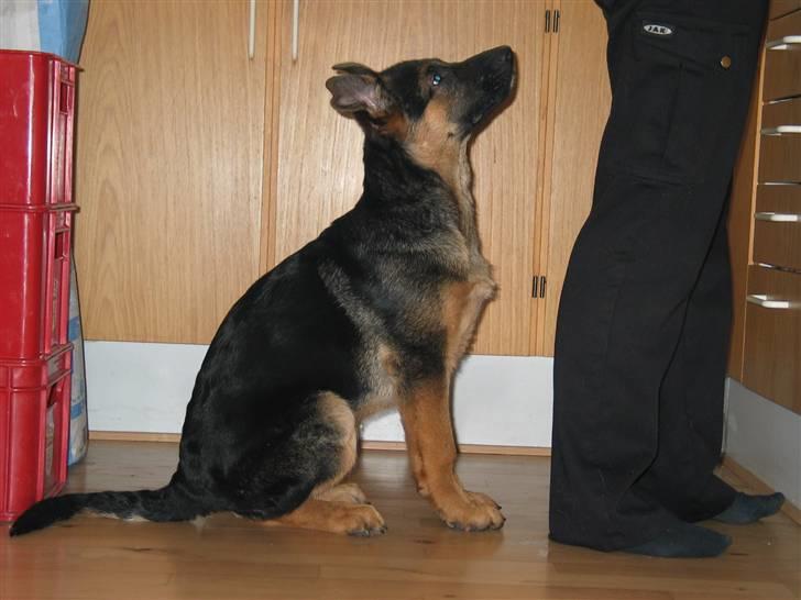 Schæferhund Kanto R.I.P. - Mor er den bedste i verden billede 6