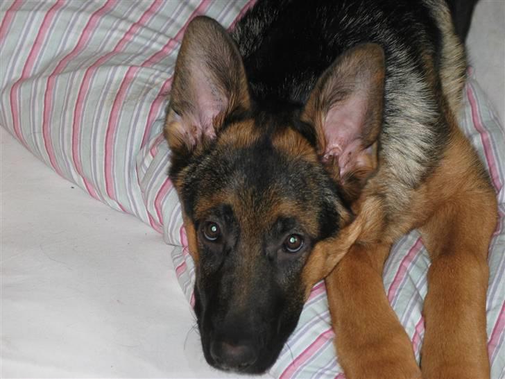 Schæferhund Kanto R.I.P. - Nej jeg laver da ikke ballade billede 7