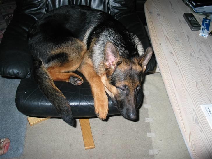 Schæferhund Kanto R.I.P. - Min stol er altså blevet for LILLE billede 8