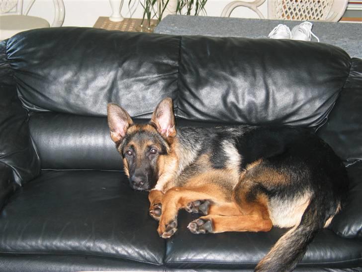 Schæferhund Kanto R.I.P. - Jamen jeg sagde jo at min stol var blevet for lille billede 9