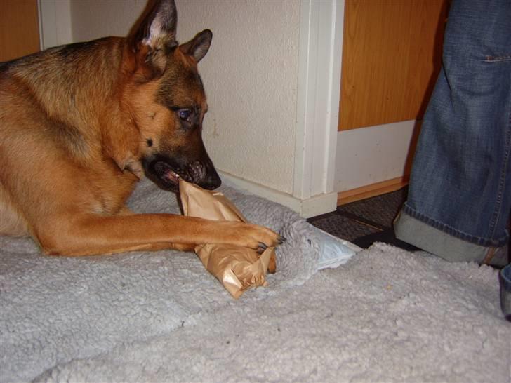 Schæferhund Kanto R.I.P. - Pakker dem elsker jeg ....bare det er noget der larmer billede 10