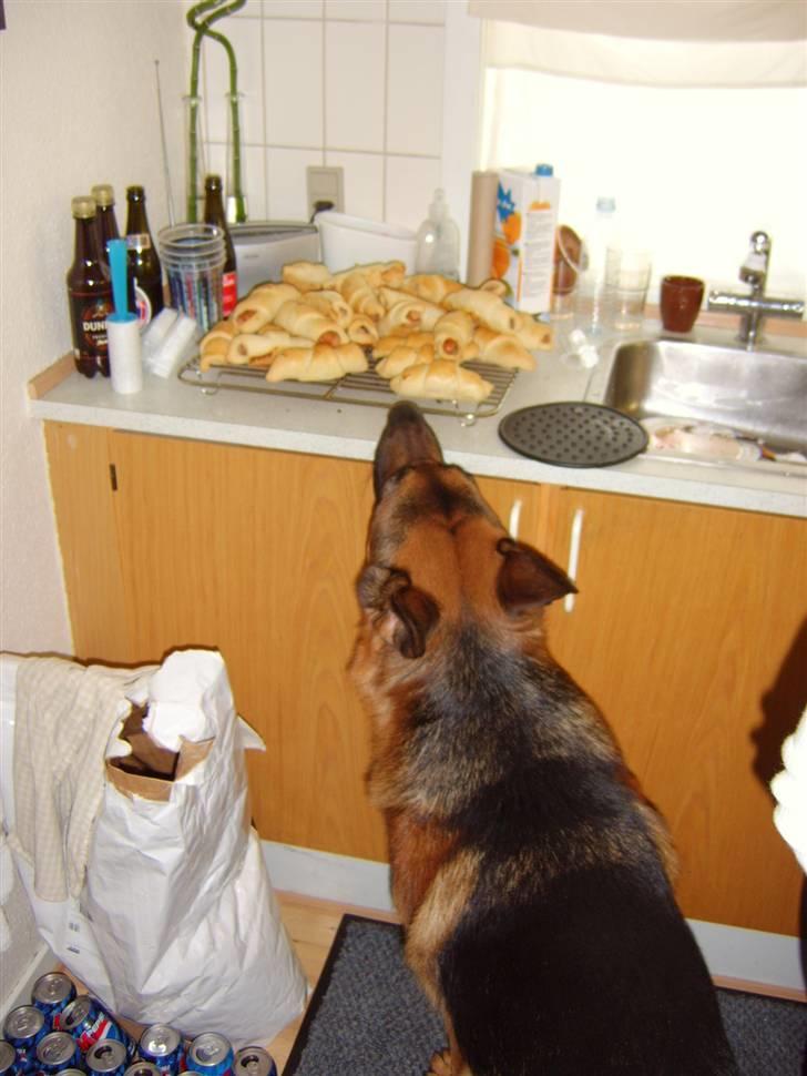 Schæferhund Kanto R.I.P. - Uhm mor de dufter godt ....giver du et pølsehorn billede 11