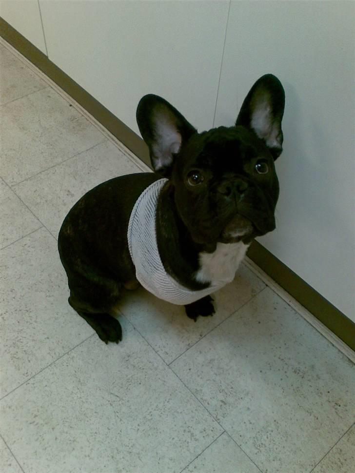 Fransk bulldog Toby 3-benet R.I.P billede 9