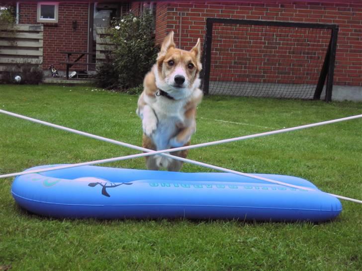 Welsh corgi cardigan Frederik † 17/12-2008 f. - Nårh<3 er han ikk´ dygtig billede 9