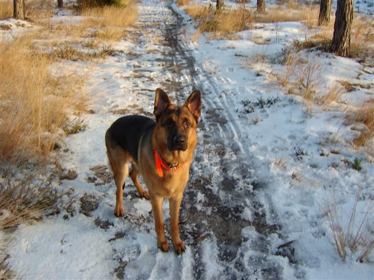 Schæferhund Kanto R.I.P. - En tur i skoven og så er der sne...hvor heldig kan man være min to bedste ting  billede 12