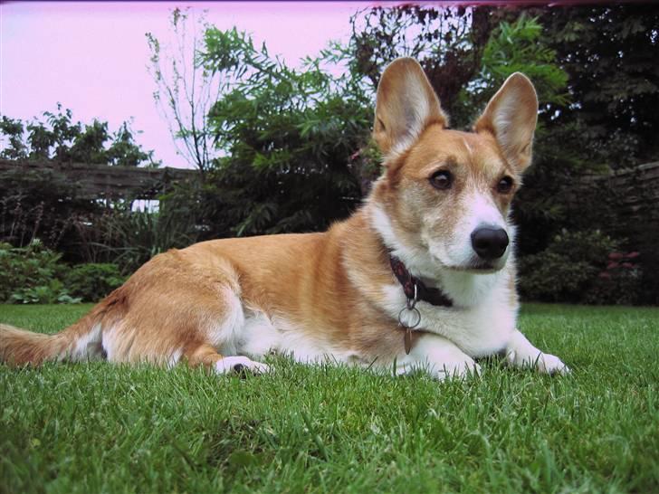 Welsh corgi cardigan Frederik † 17/12-2008 f. - Fine Frederik;) billede 10