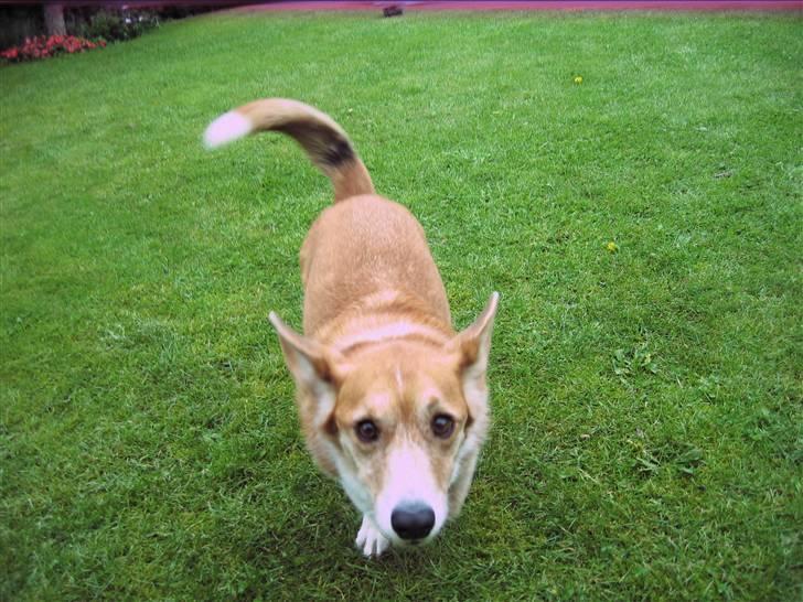 Welsh corgi cardigan Frederik † 17/12-2008 f. - Og løb Frderik!!!!!!!! billede 11