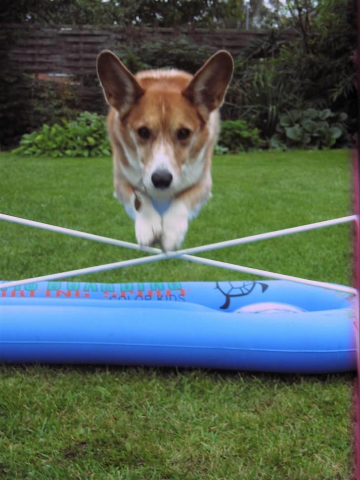 Welsh corgi cardigan Frederik † 17/12-2008 f. - Hopla billede 12