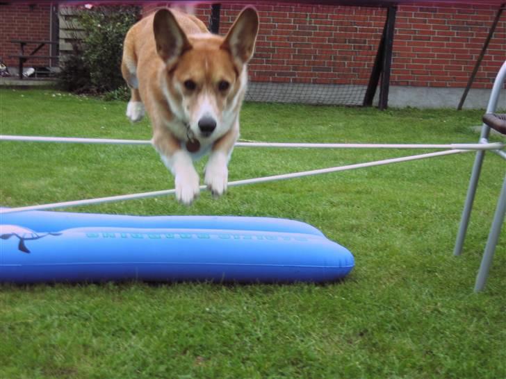 Welsh corgi cardigan Frederik † 17/12-2008 f. - Er han ikk dygtig;D billede 13