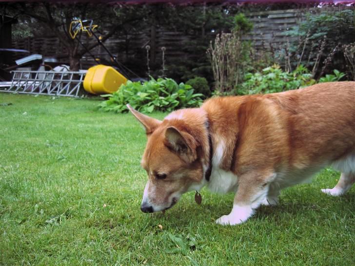 Welsh corgi cardigan Frederik † 17/12-2008 f. - Nårh lille dreng<3 billede 14