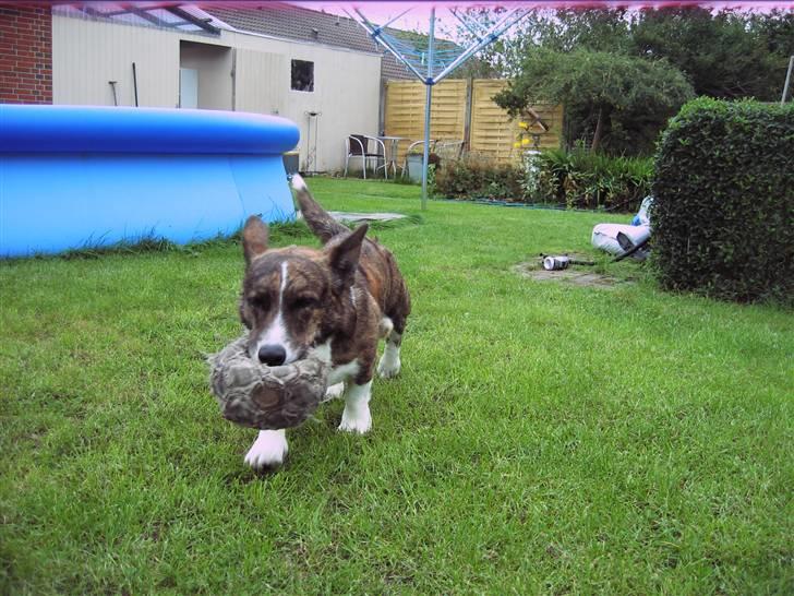 Welsh corgi cardigan Hugo - JUBII, min gode ven boldten;D hehe billede 9