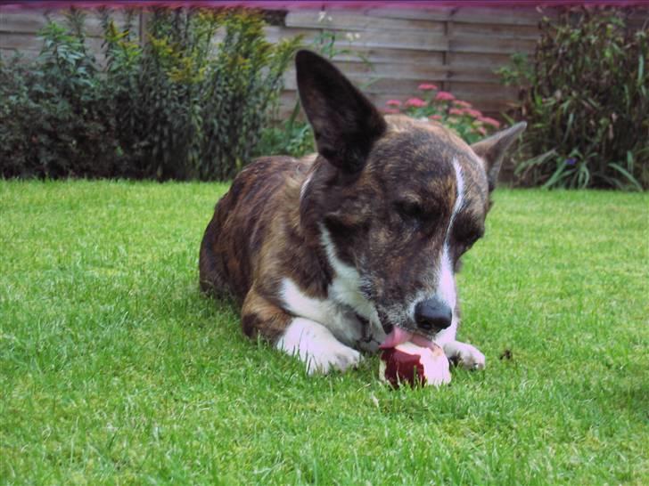 Welsh corgi cardigan Hugo - Æble tyven;D billede 10