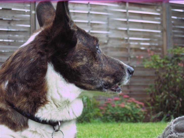 Welsh corgi cardigan Hugo - Er han ikk fin billede 11