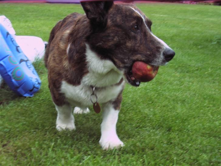 Welsh corgi cardigan Hugo - Æble tyven;D billede 12