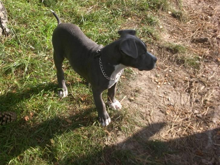 Blanding af racer Paplo - 14 uger billede 11