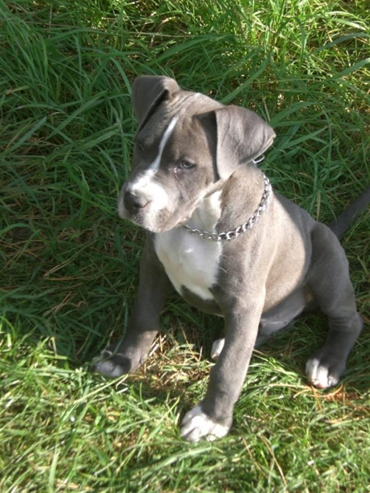 Blanding af racer Paplo billede 12