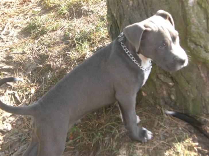 Blanding af racer Paplo billede 13