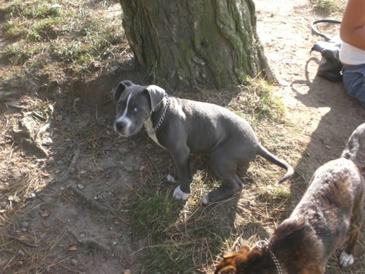 Blanding af racer Paplo billede 14