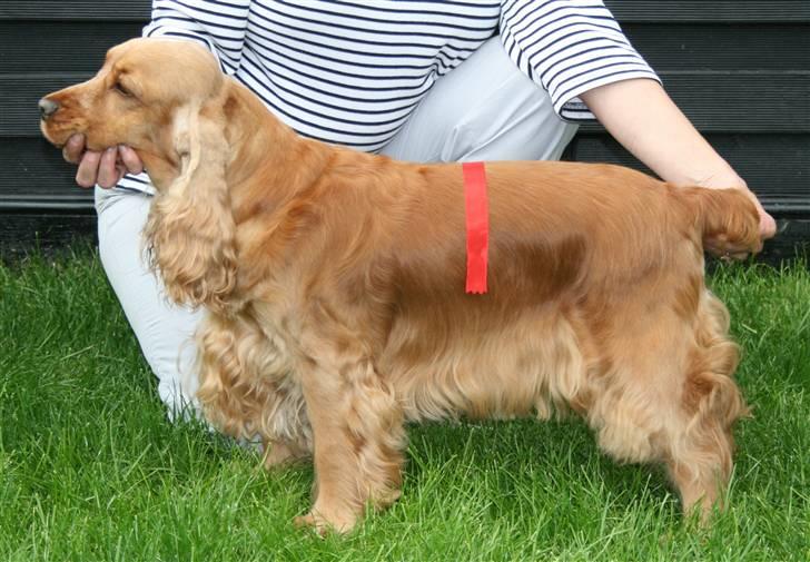 Cocker spaniel EMMA - EMMA 3 ÅR UDSTILLET billede 9